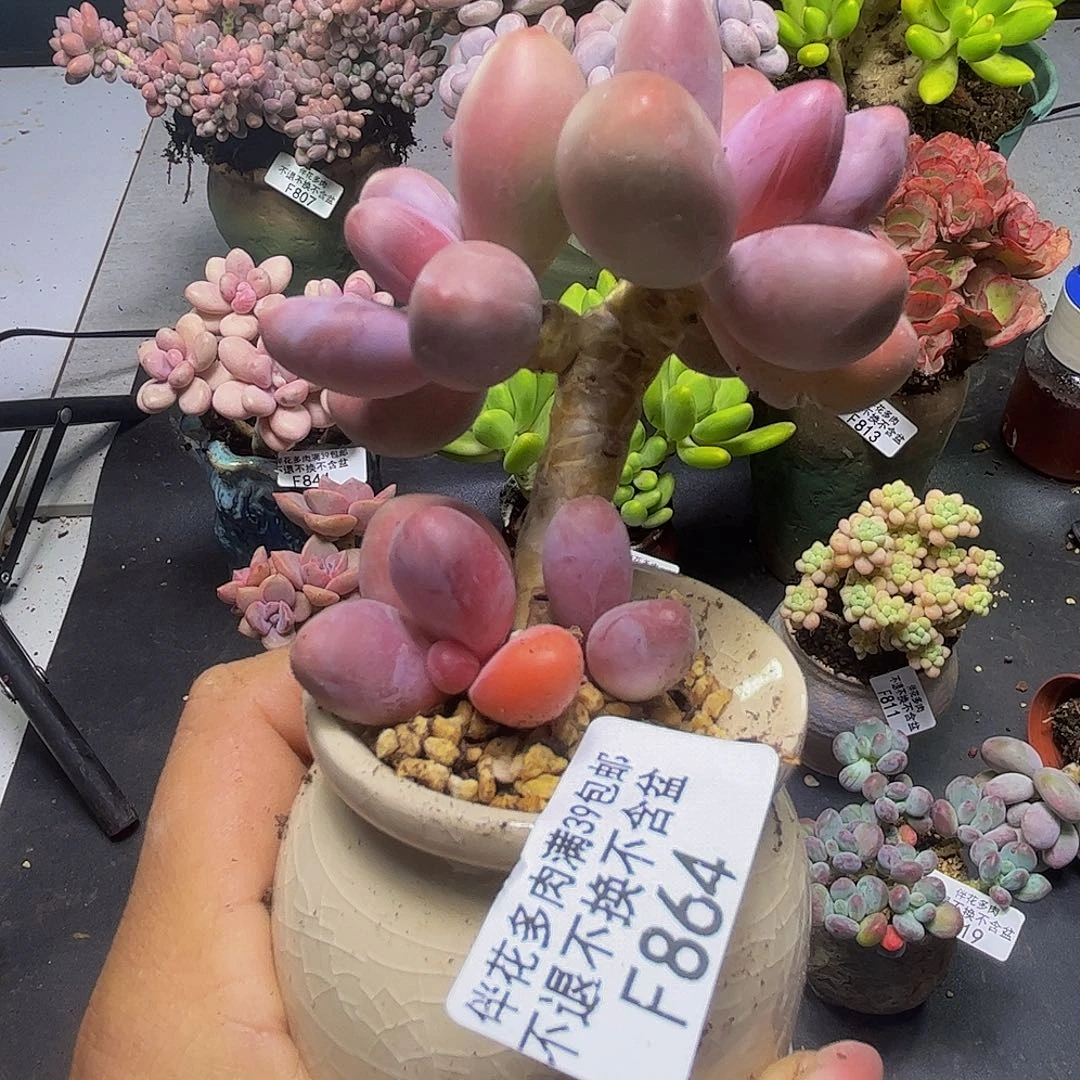 糖果美人864/6cm当然