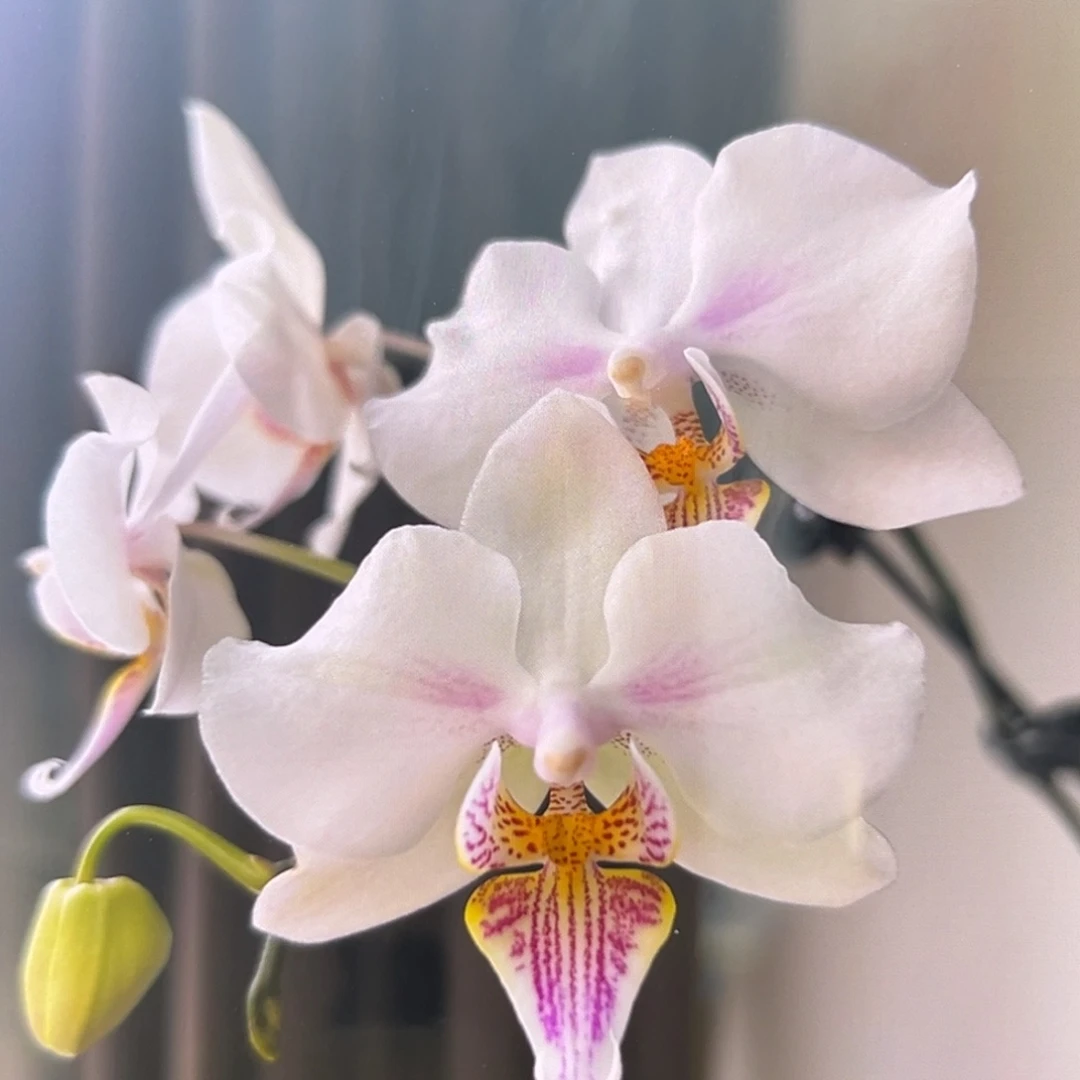 无花朵3.5寸微笑天鹅抽梗苗