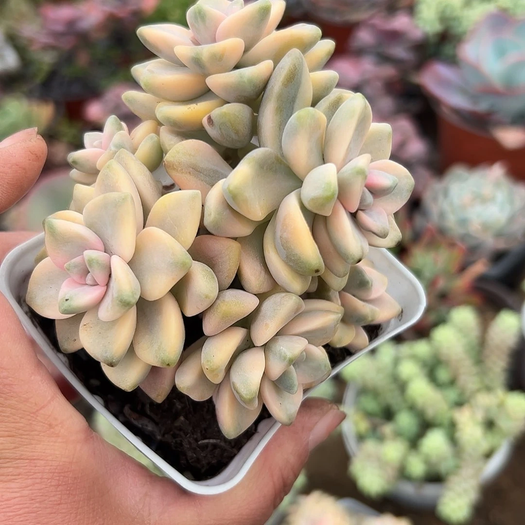 夏***糖多肉植物多肉植物