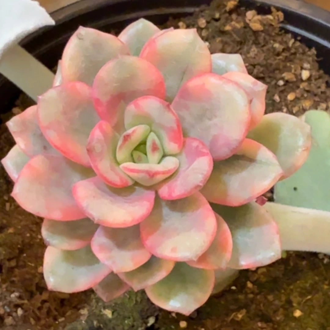 东云 安吉园艺锦锦