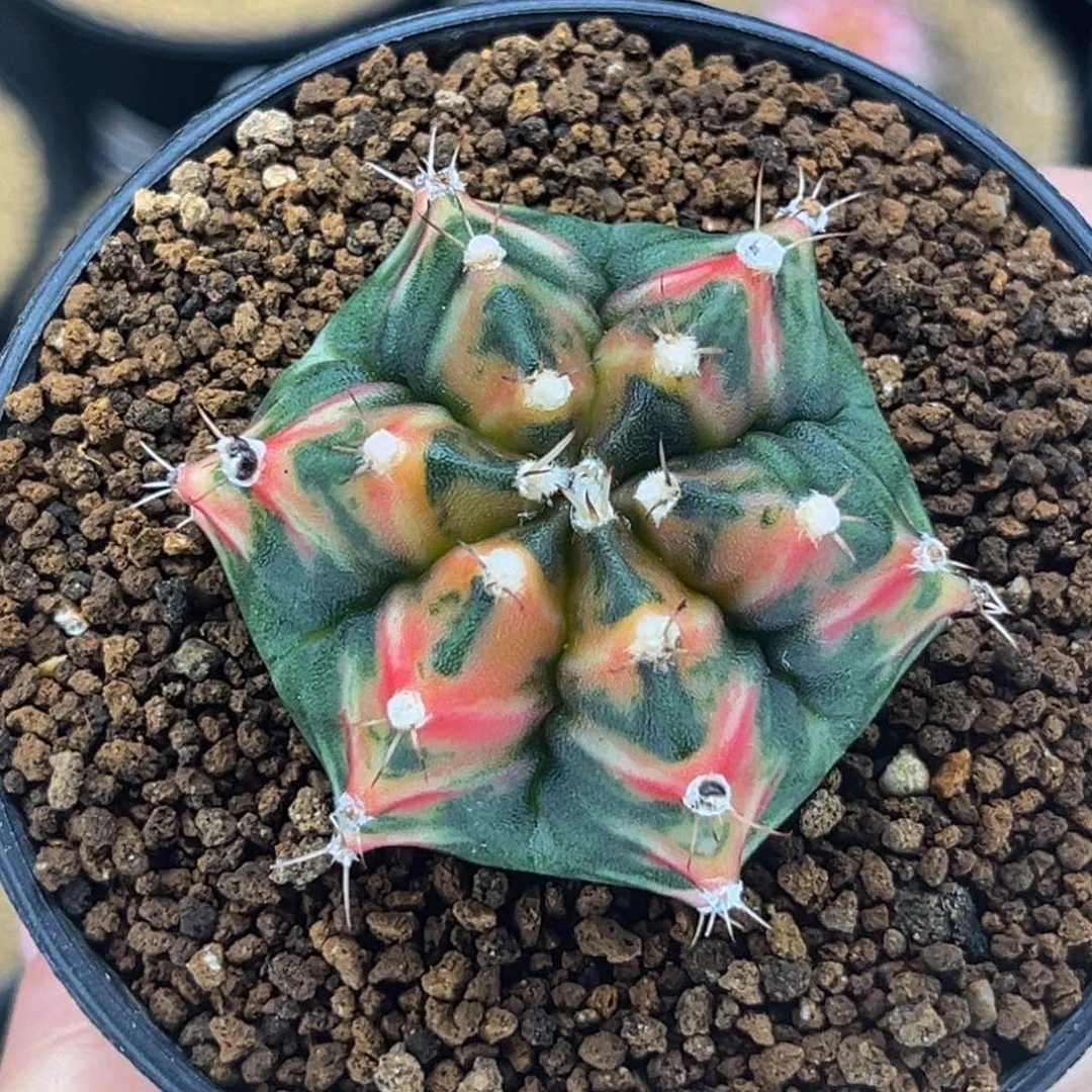 六棱虎斑 米哈仙人球