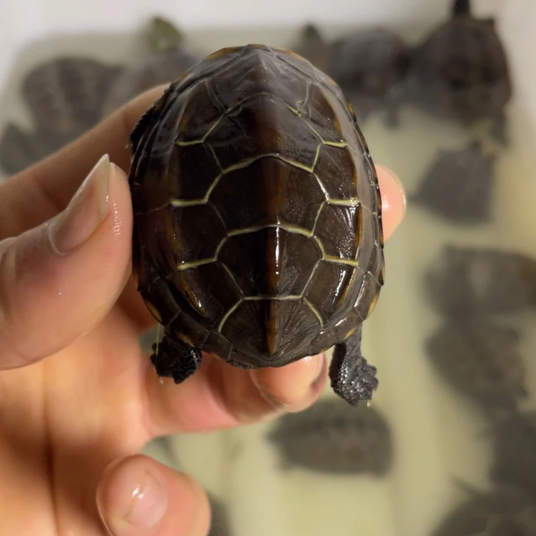苏北金线冷水草龟
