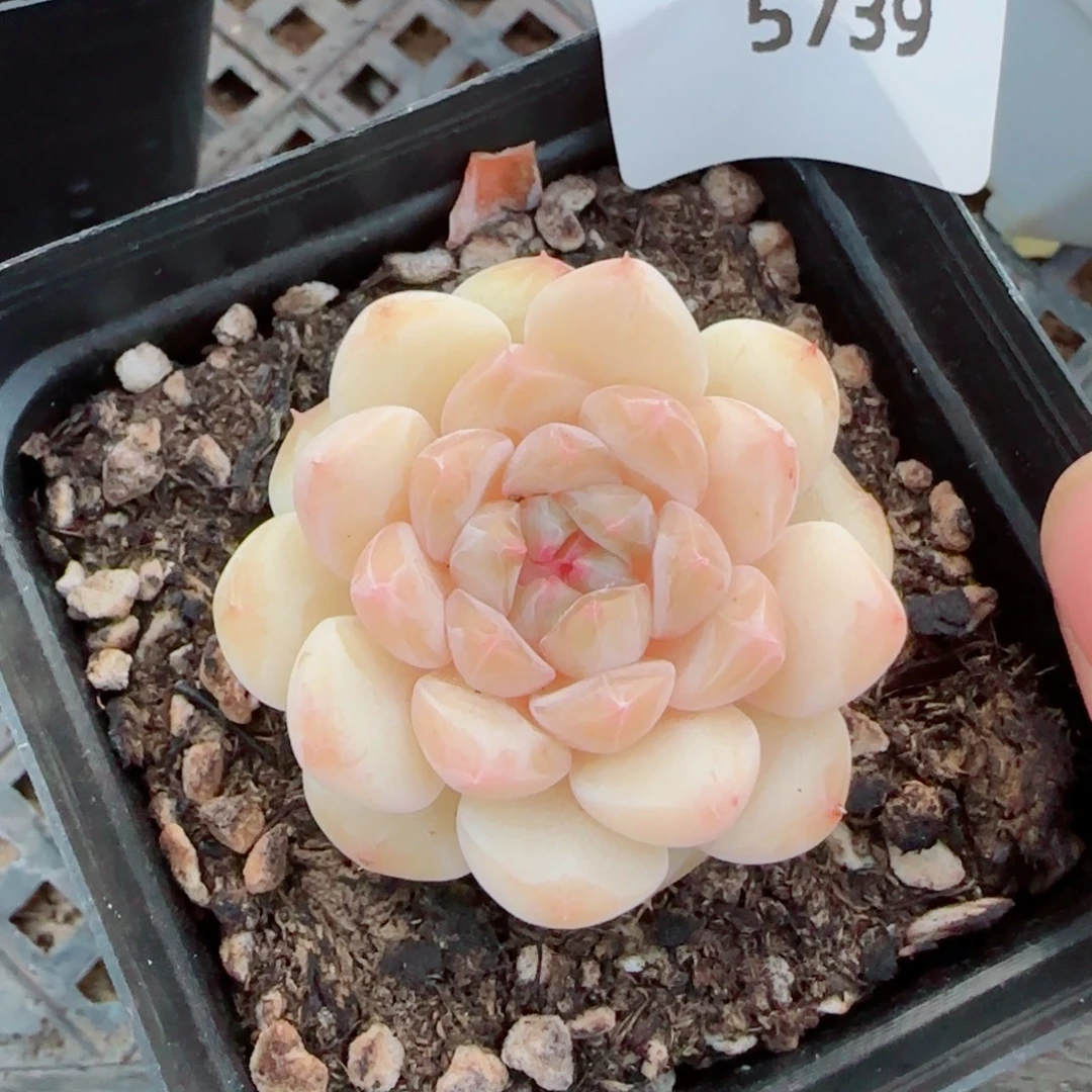 小奶龙，5739多肉植物