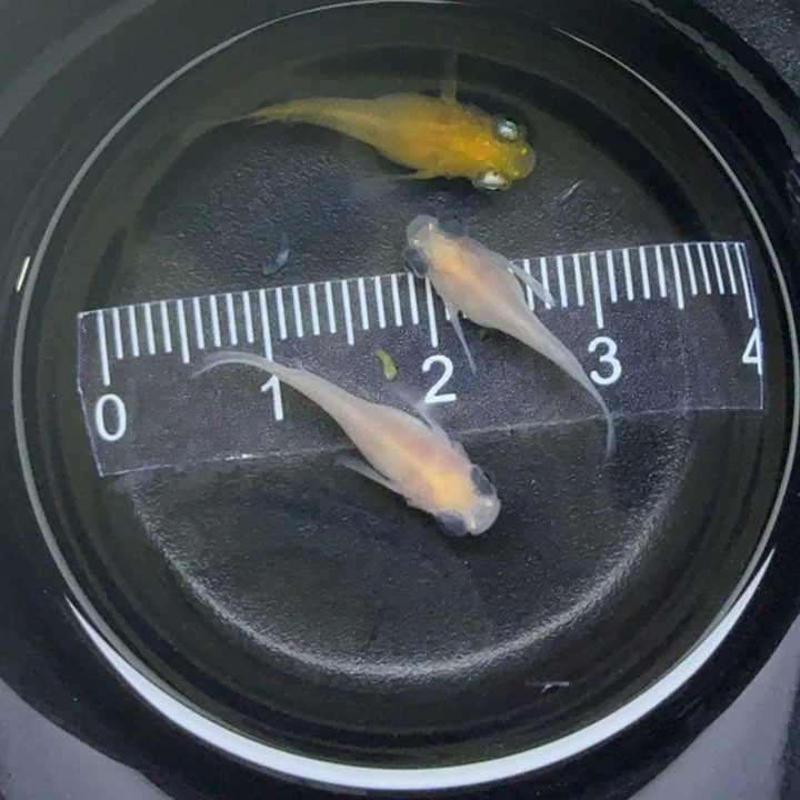 青鳉鱼出目球球4号