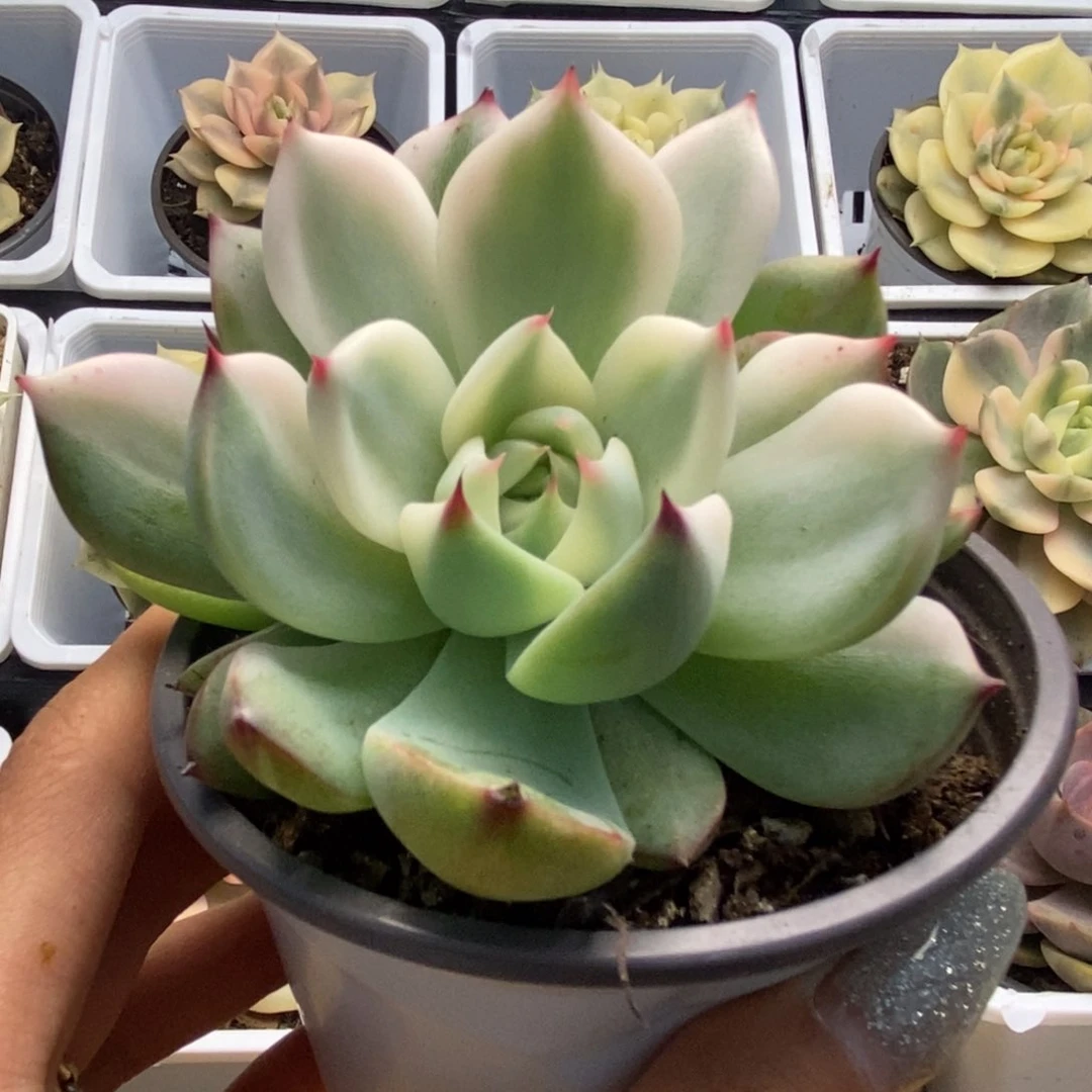 489锦锦锦锦锦锦锦锦锦