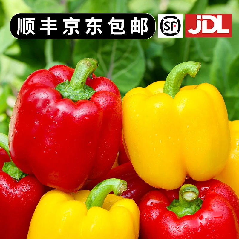 【顺丰包邮】山东寿光红黄彩椒灯笼椒水果甜椒现摘现发应季新鲜生吃