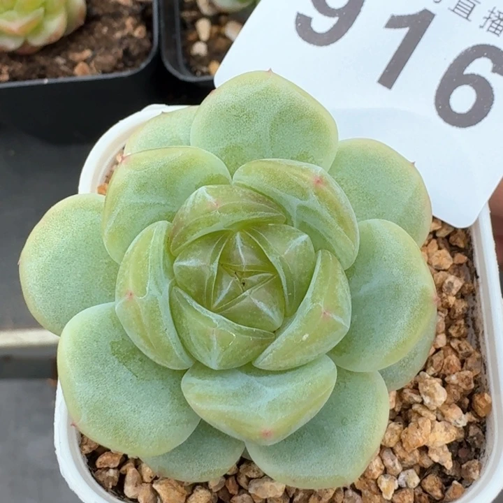宽叶珍妮            多肉植物
