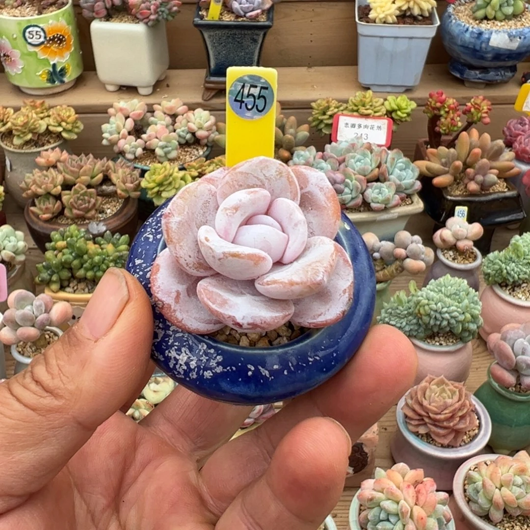 455雪莲老桩无砍带盆土发