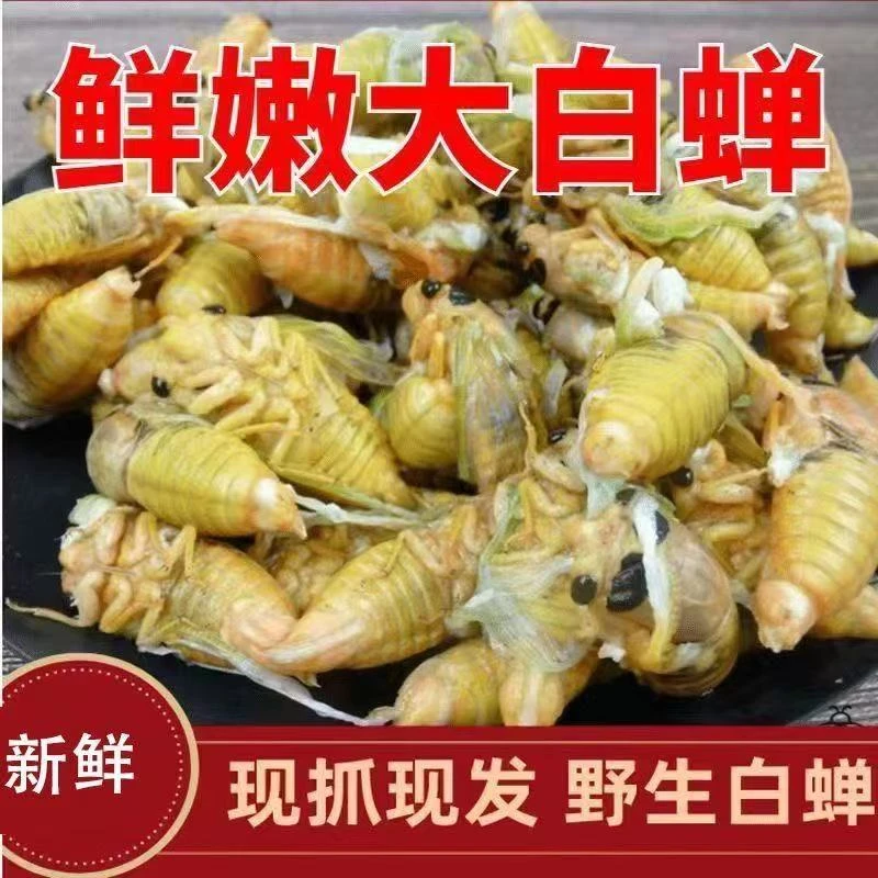 新鲜嫩知了大知了猴活体金蝉爬叉蝉蛹知了金蝉批发爬拉猴白蝉