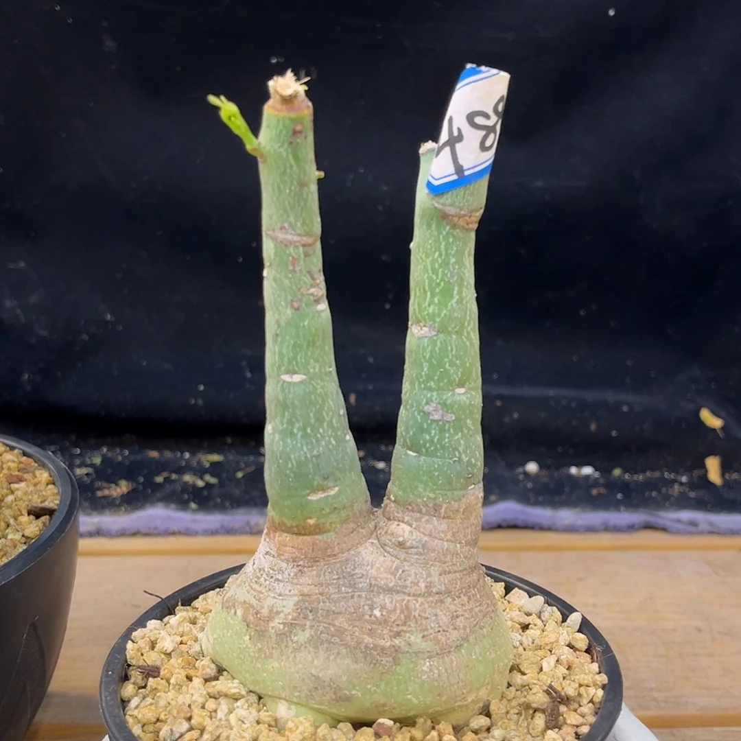 潮流植物 幻蝶蔓