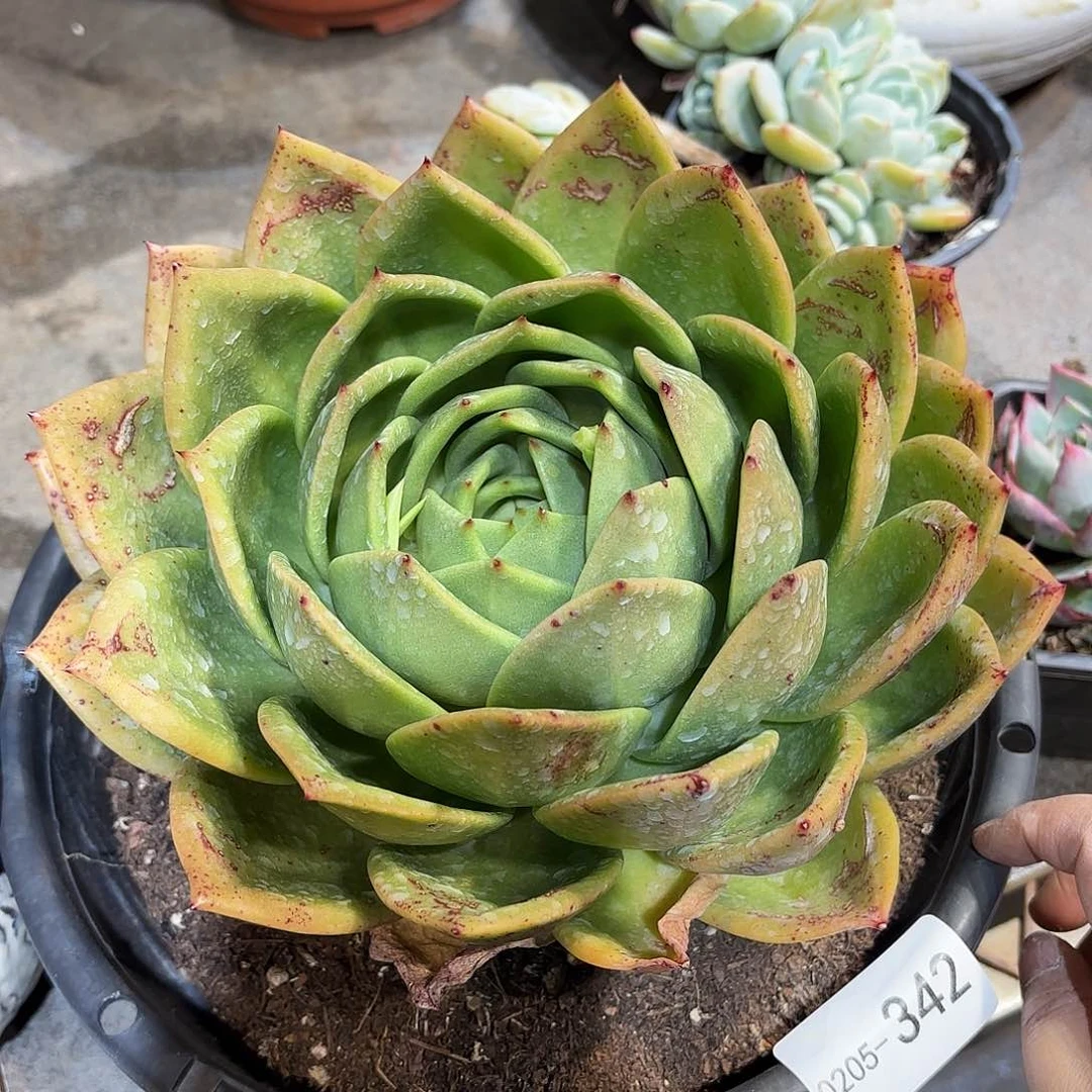 同温层多肉翠花342