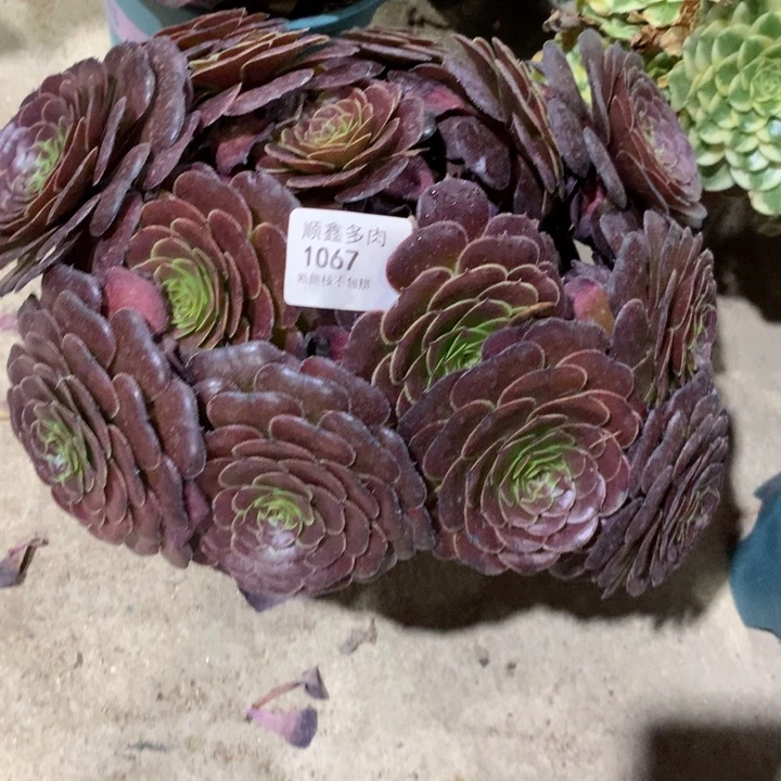 1067黑萝莉多肉特价不售后