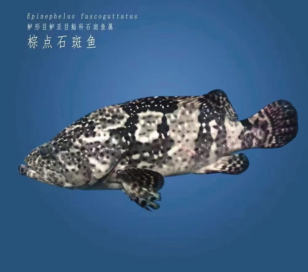 活老虎斑128元一条