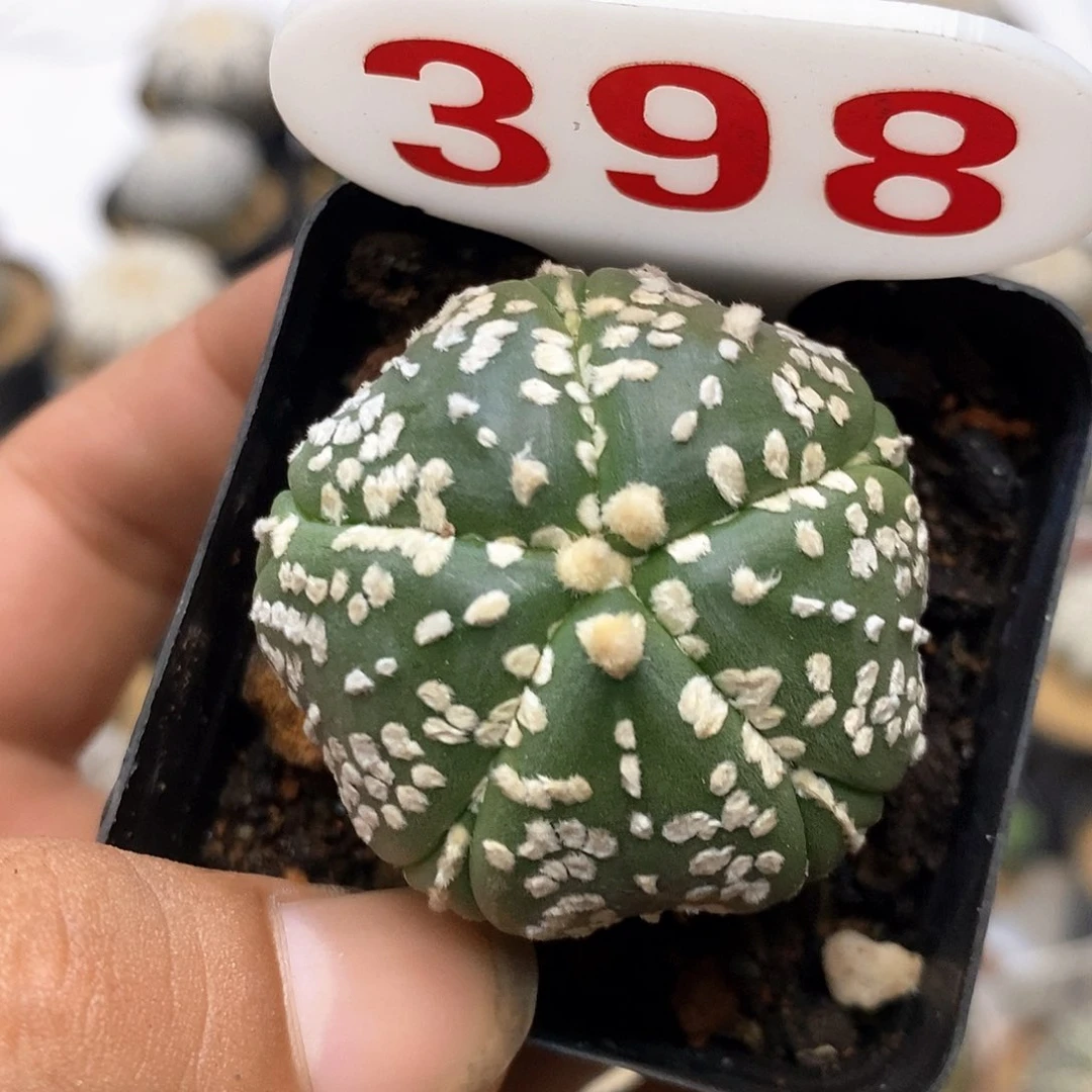 398福利特价咯福利了特价