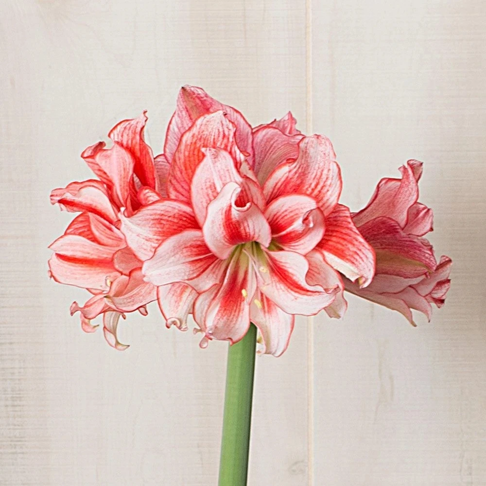 【鬼魅~基地球】~青州品韵重瓣自然球