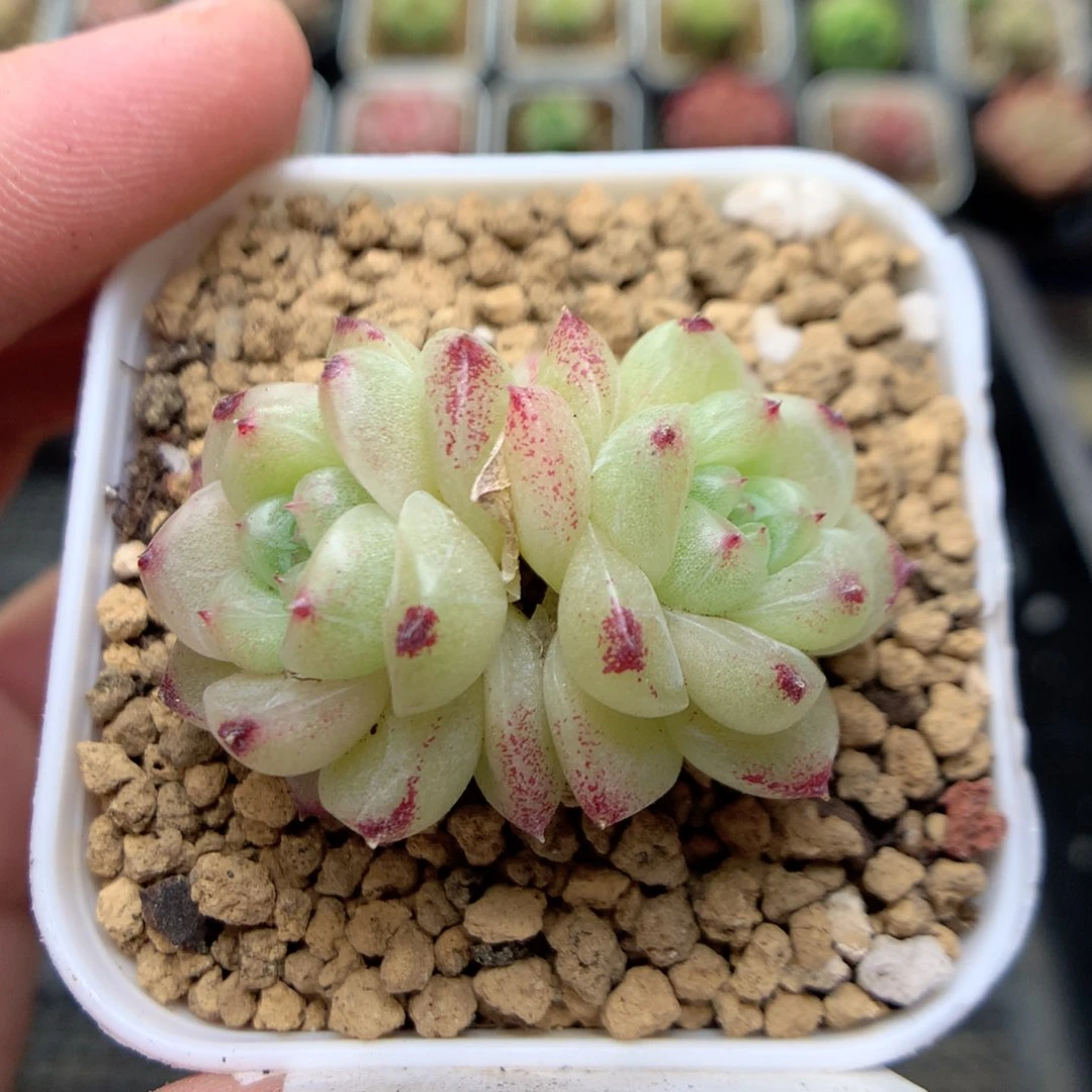 B67定繁编号麦杆M100