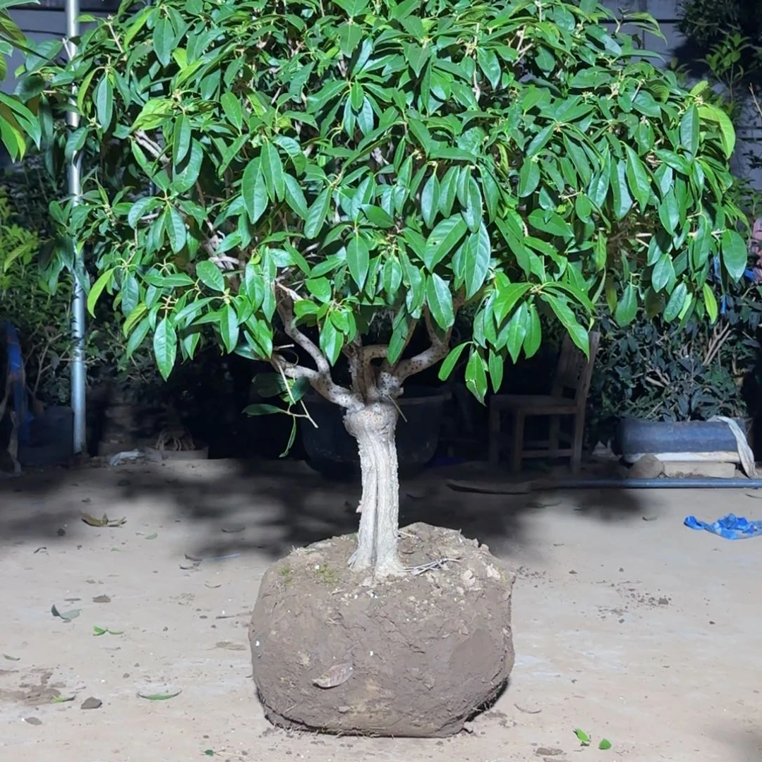 你***了无花朵桂花。四季桂系列