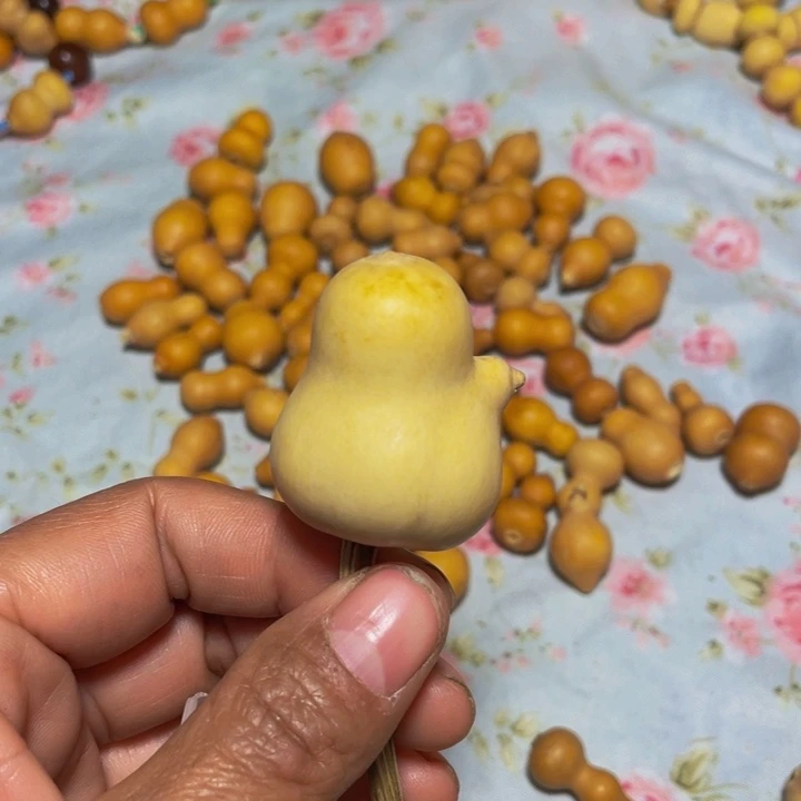 ****异形异形异形异形