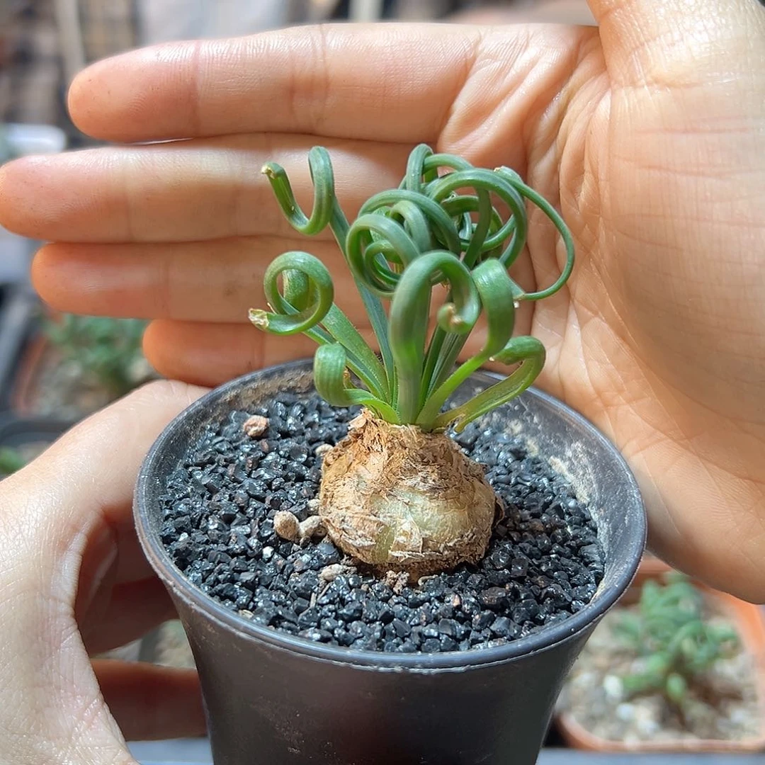 弹簧草带盆1颗不包断叶