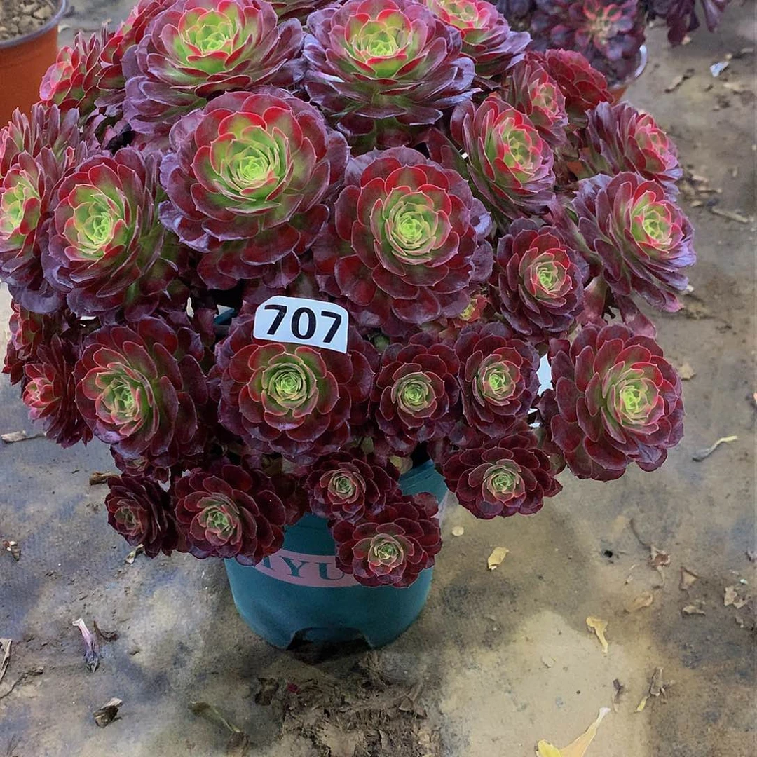 豆**爸多肉安娜707.000000