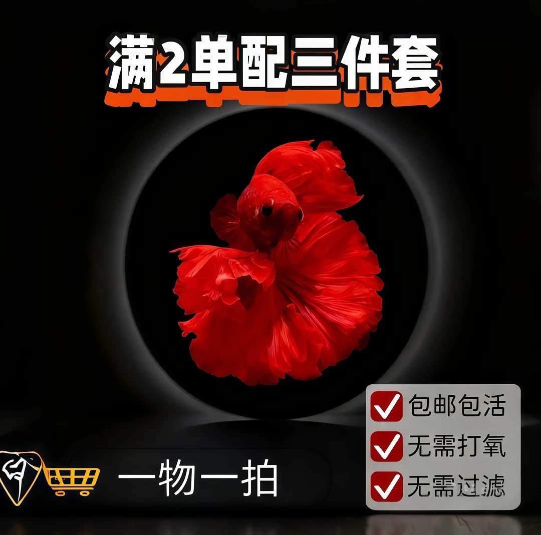 M14精品泰国小型热带淡水观赏斗鱼 好养耐活包邮包活不包损