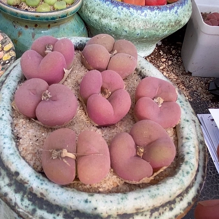 3516双头空卡佛母本一颗