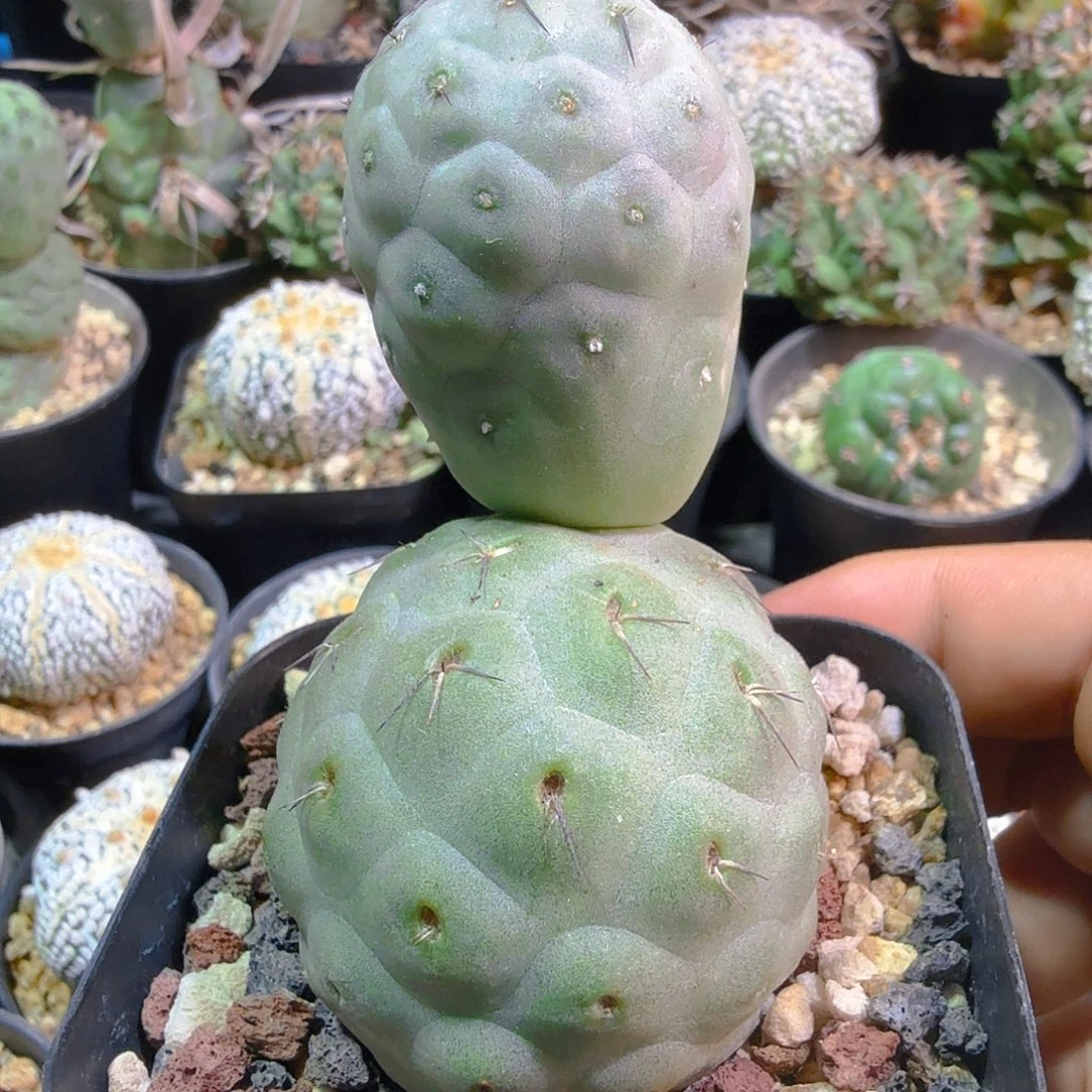 双头雪人洞洞习多肉植物