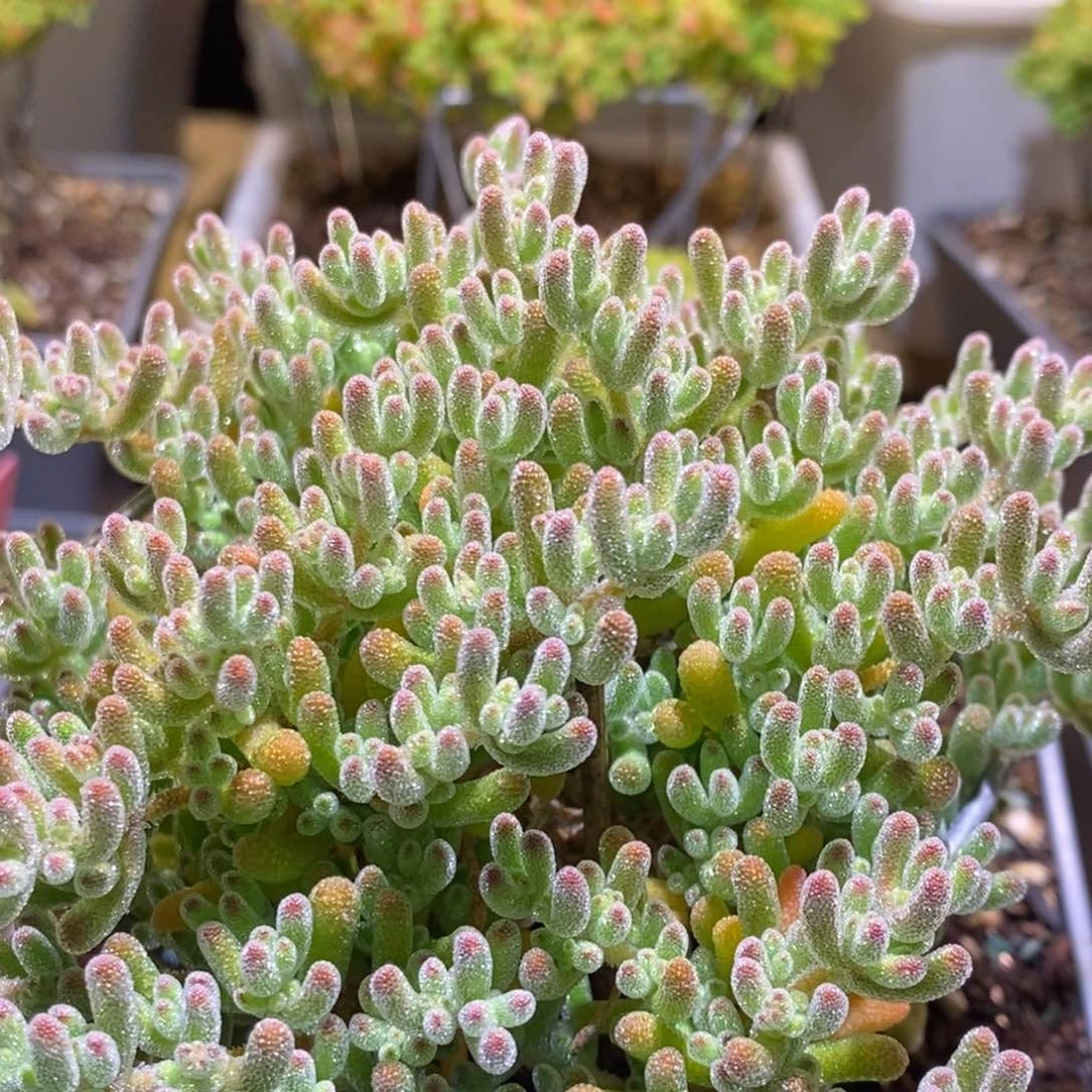 冰晶枝干番杏842