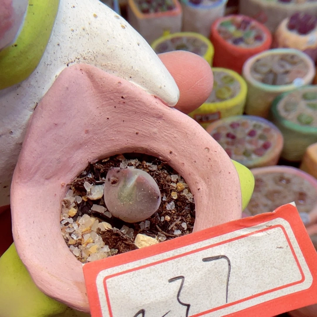 囍单颗空蝉237。8888888888888888