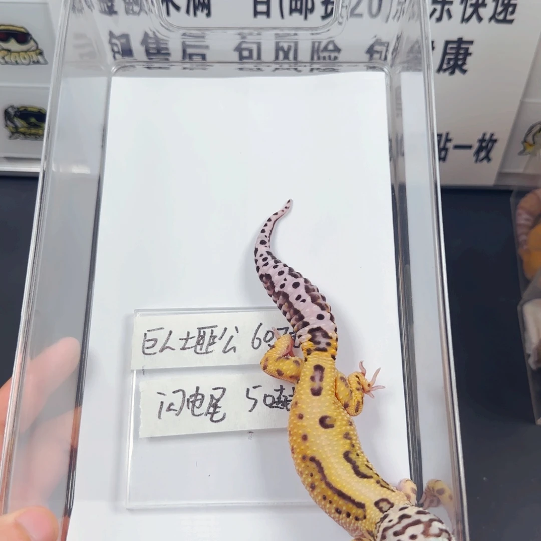 豹纹守宫巨人土匪弟弟