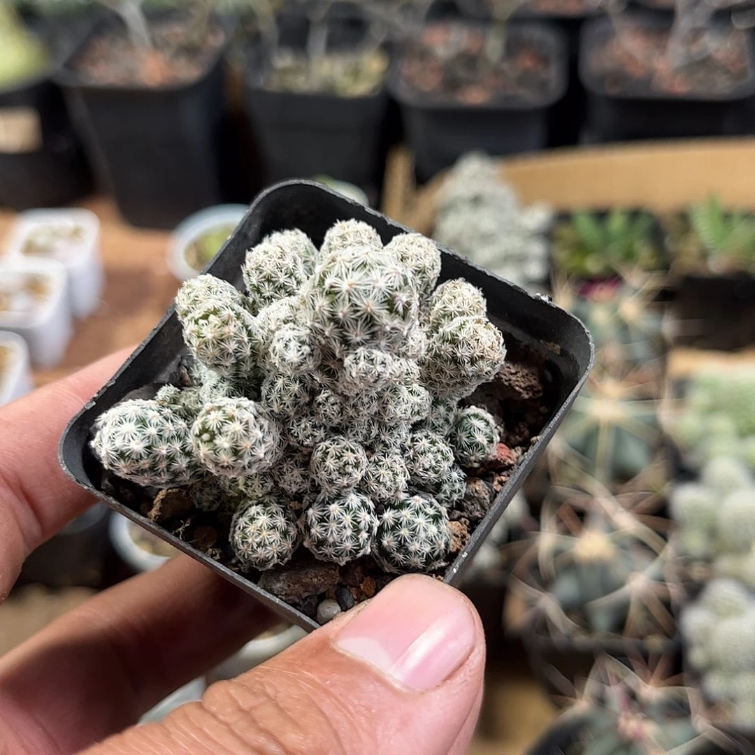须弥山群生单头发货