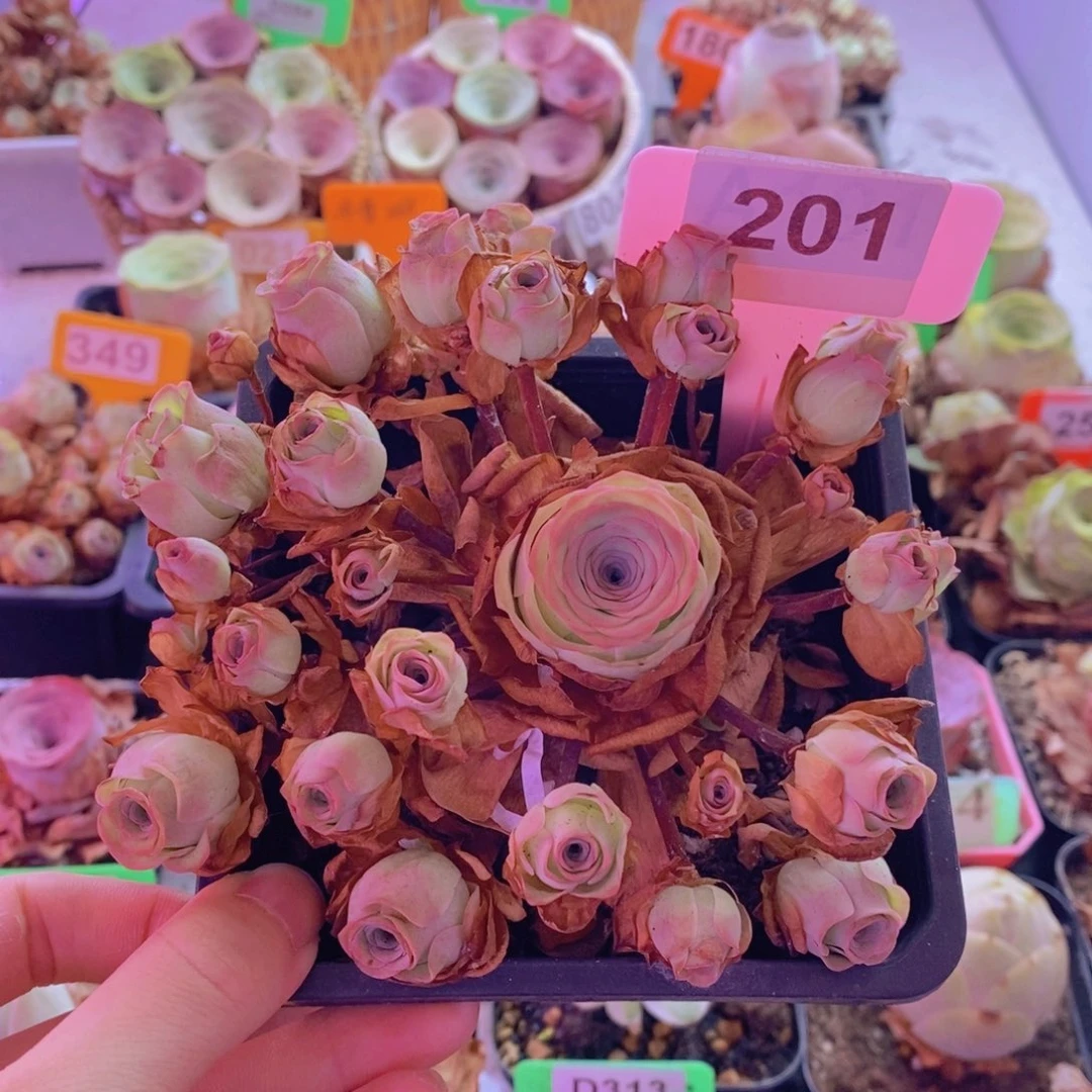 山地玫瑰一物一拍月影寒201