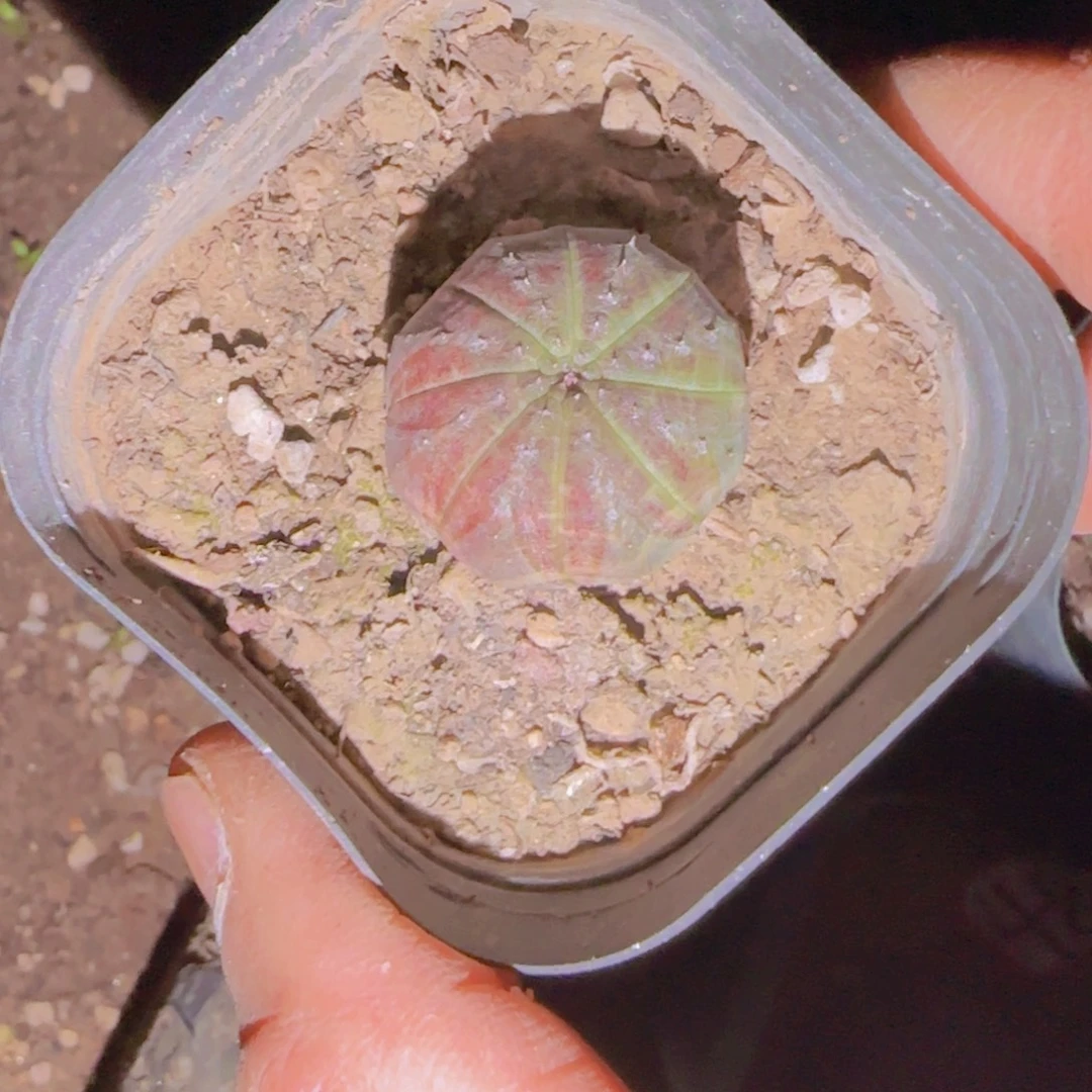 爱***傅块根植物块根植物