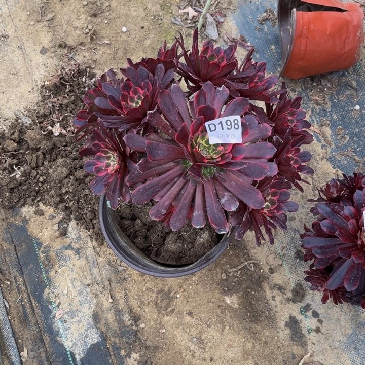 198黑金刚多肉法师不包断枝