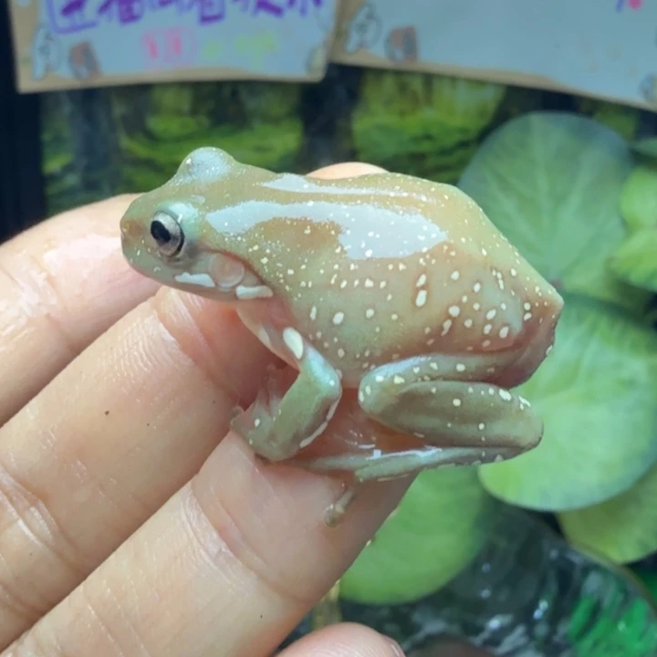 老爷树蛙03  小黄鸡