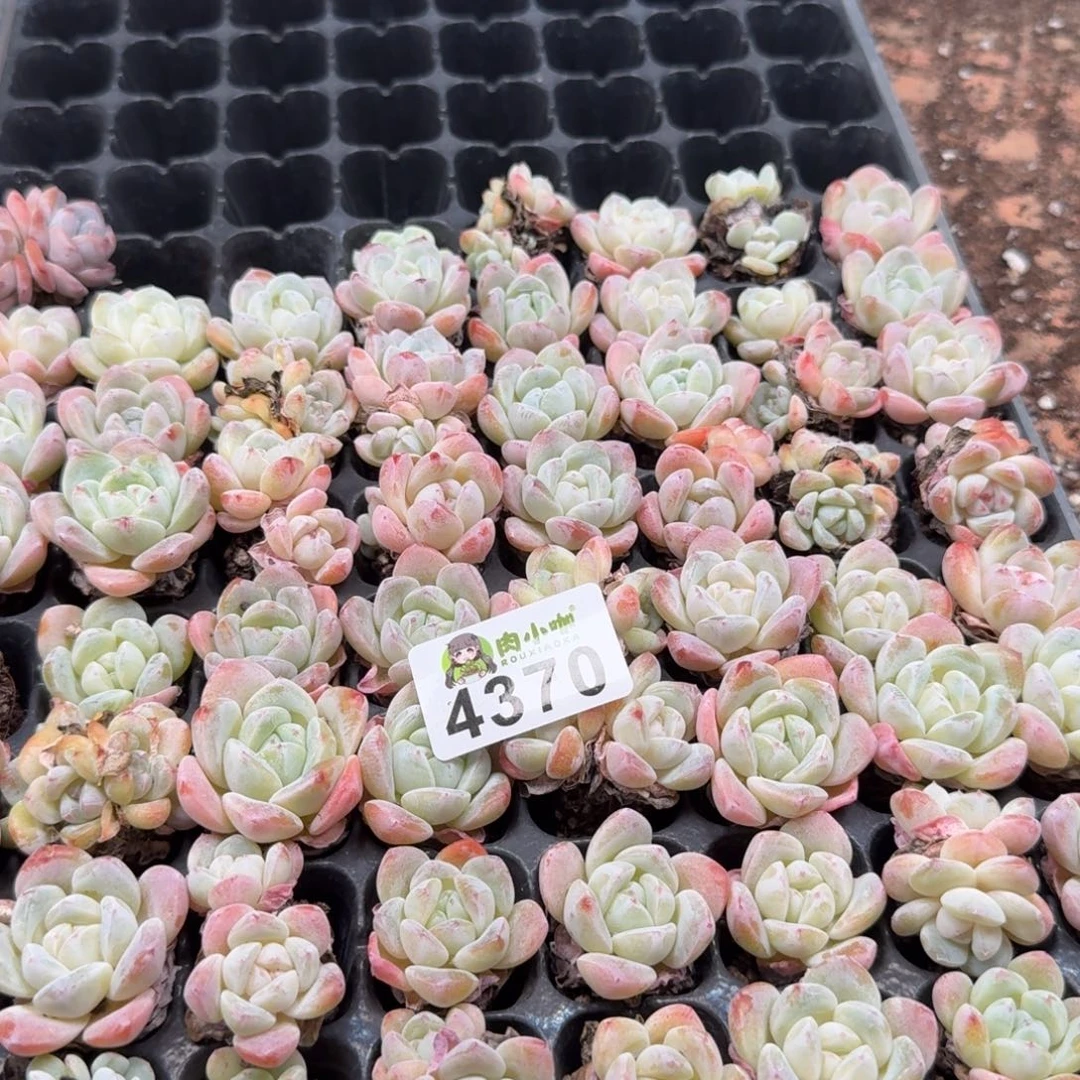 粉***坨多肉植物多肉植物