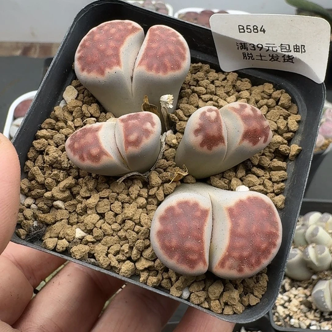 584多肉哈哈哈哈哈哈哈哈