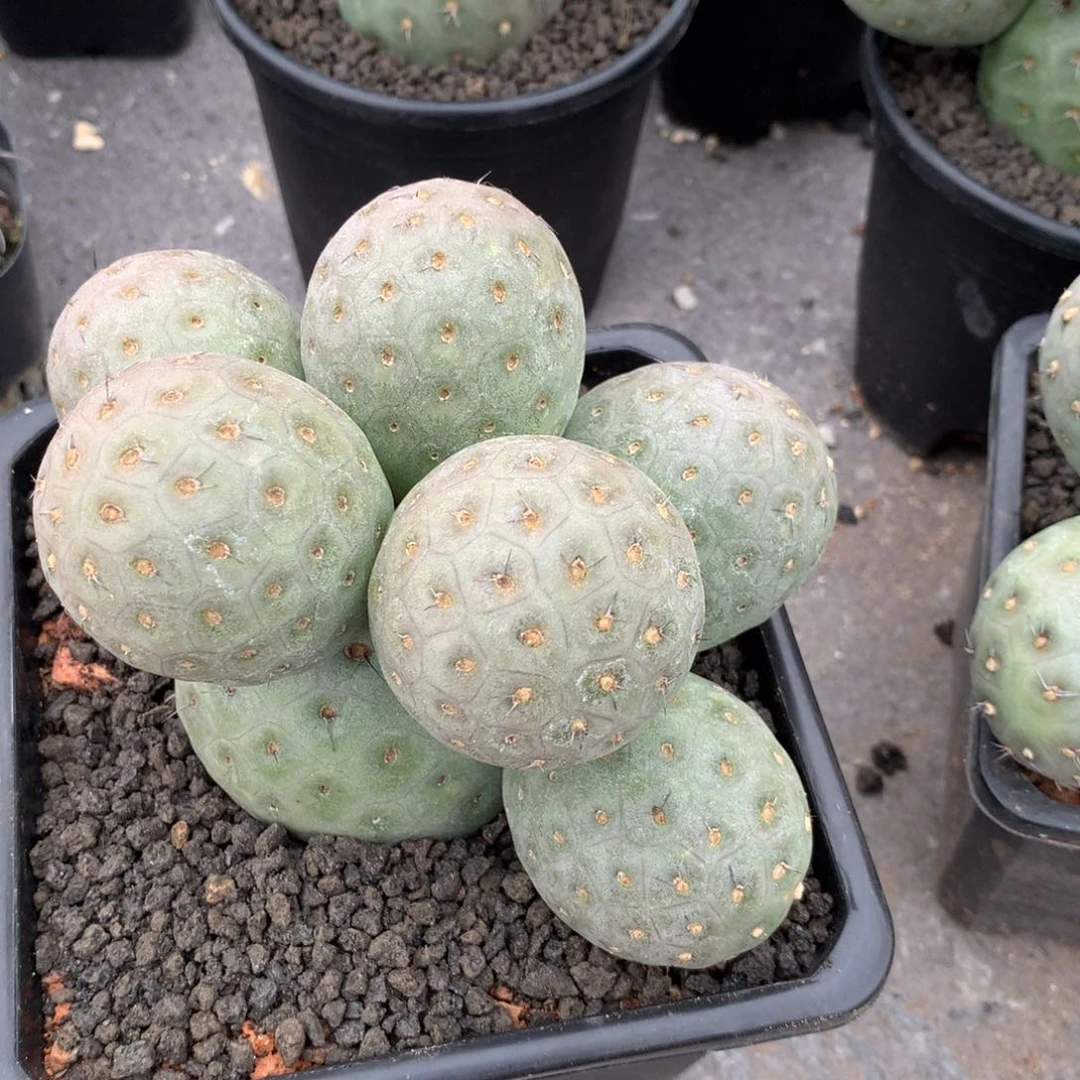 小****鱼开播福利仙人球仙人球