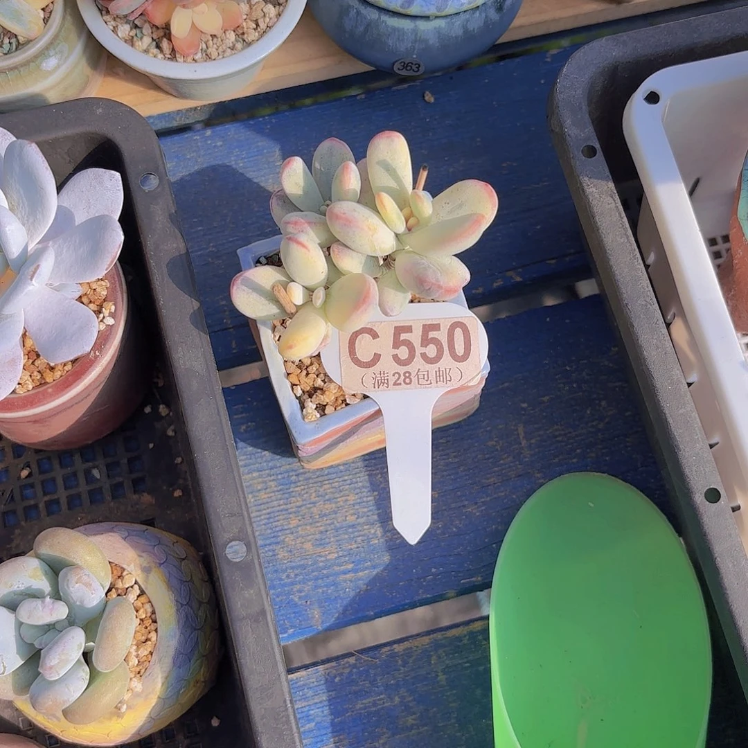 C550福娘锦一物一拍