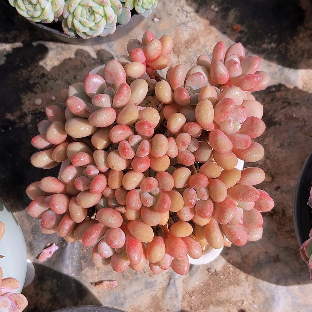 先锋派16公分999989899