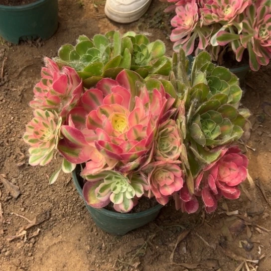 女巫阴阳一颗包邮2