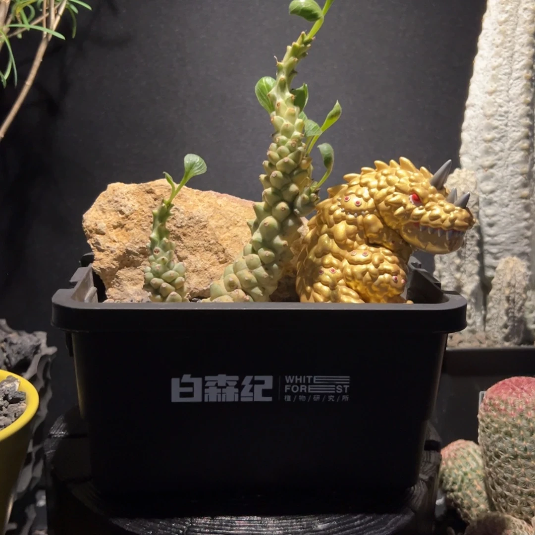 A20潮流植物微景观一物一拍