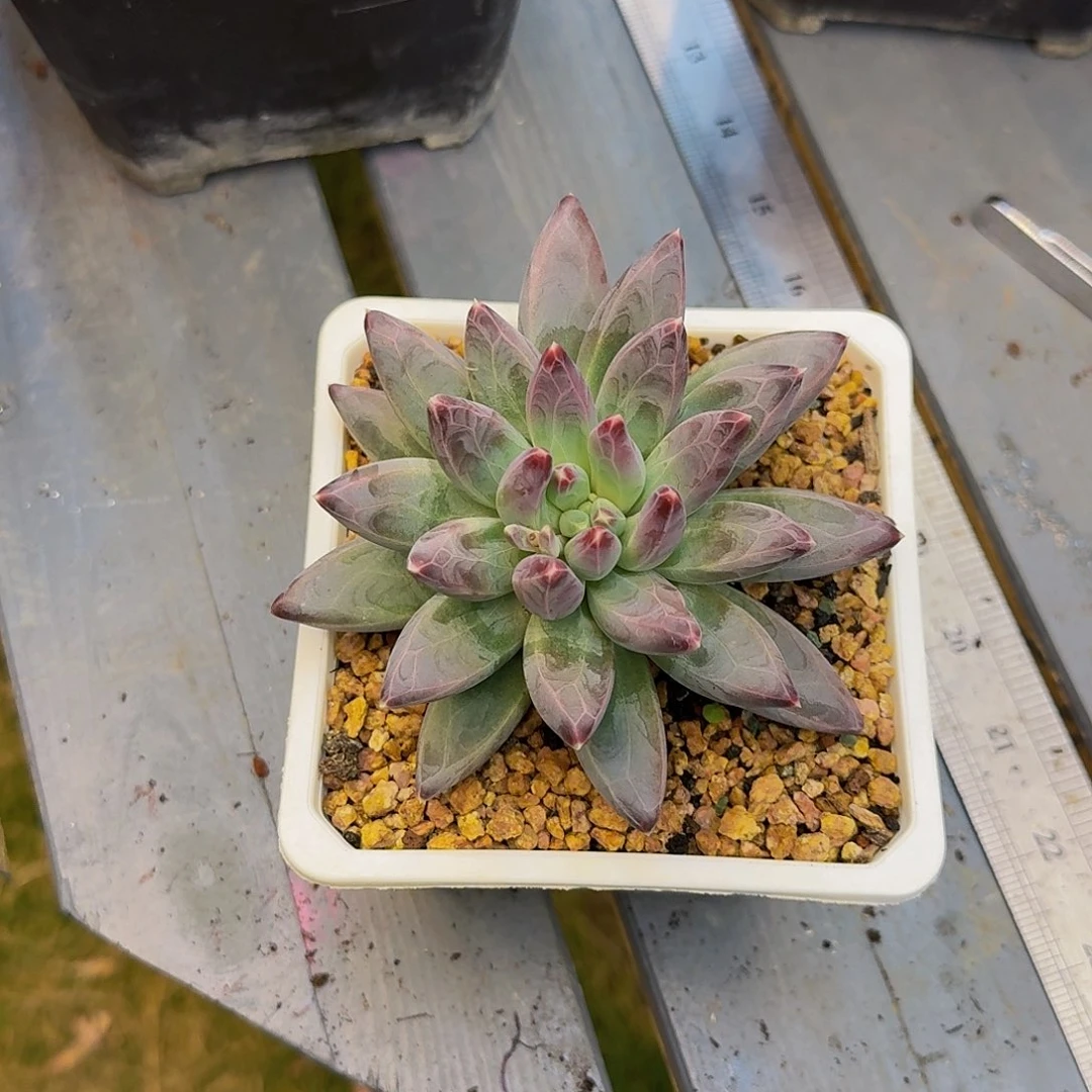 雪戴利个体一颗竞拍