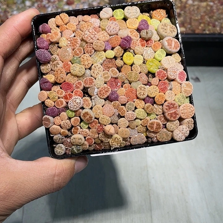 当天凑满十八元包邮166