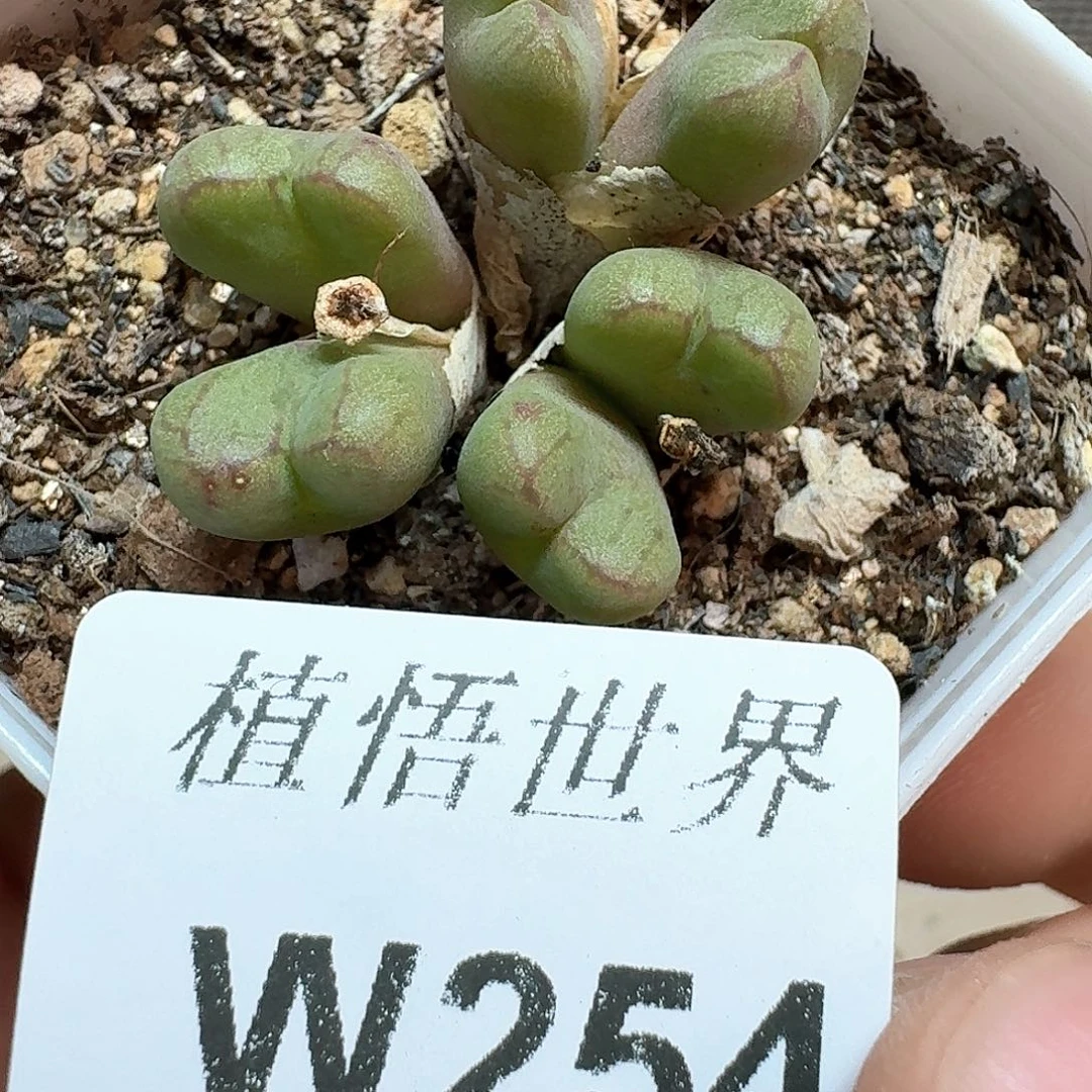 多肉植物的润泽额f f