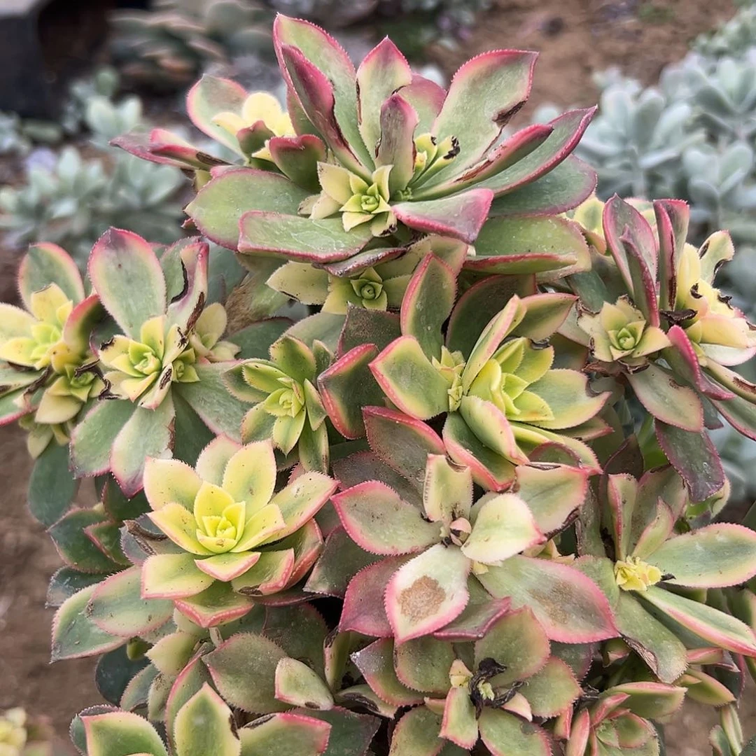 晨**美多肉植物艳日灰两颗