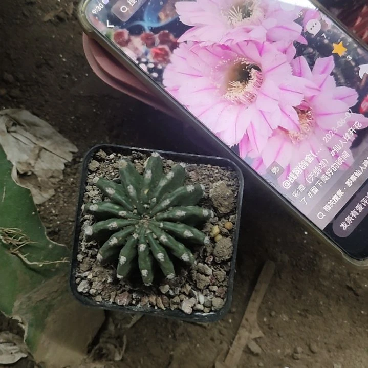 仙人球天鹅湖带根带盆