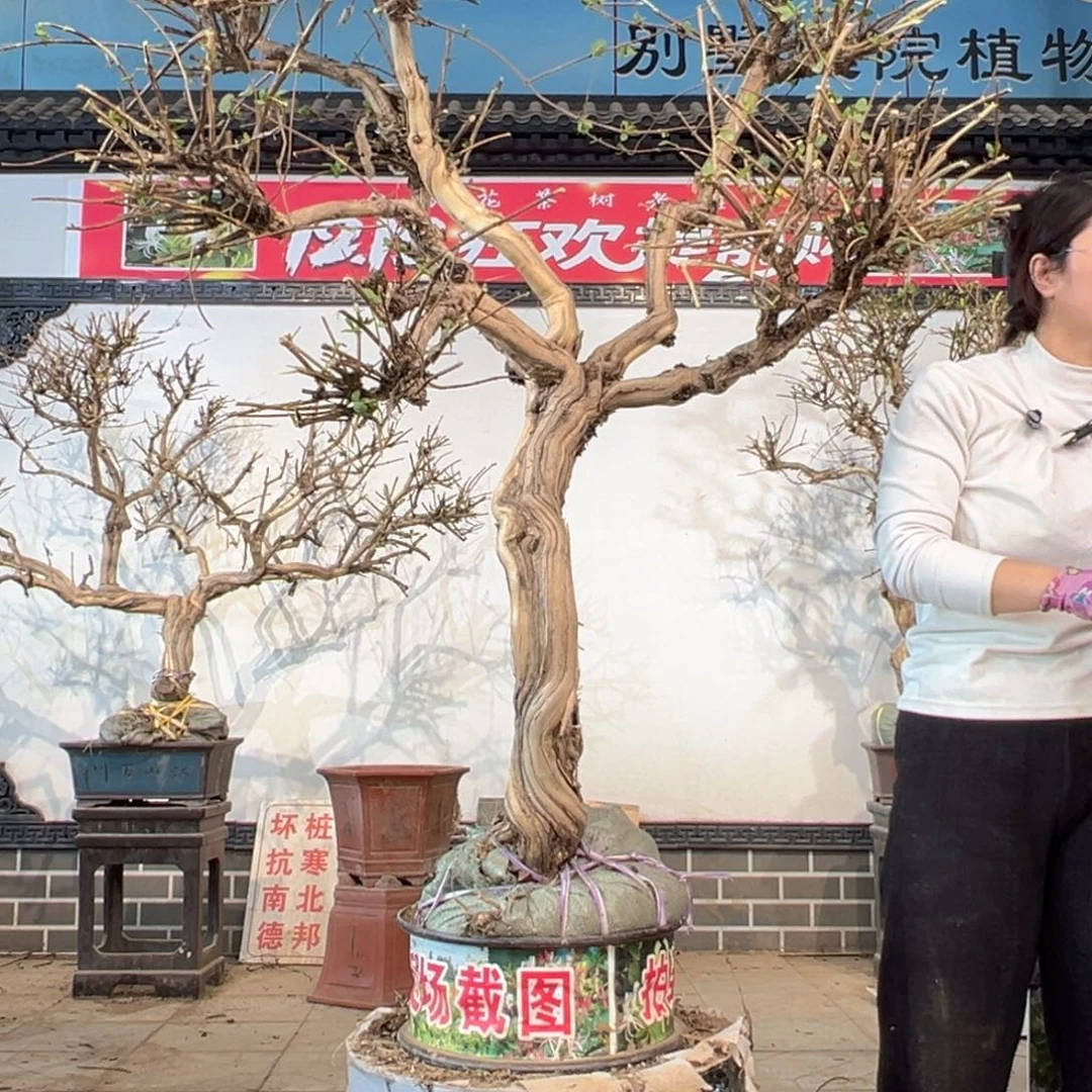 无花朵金银花88888