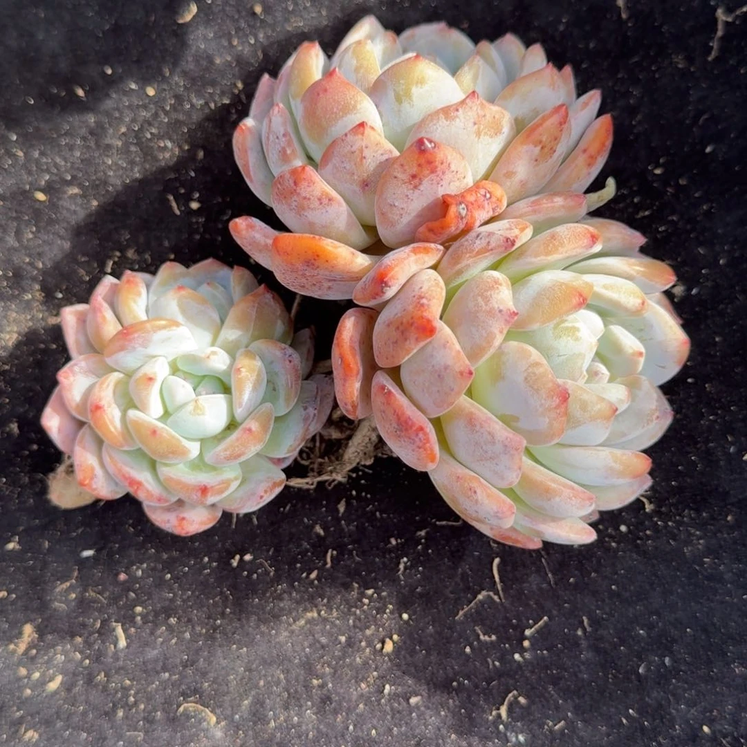 开****?双头橙子，专拍链接