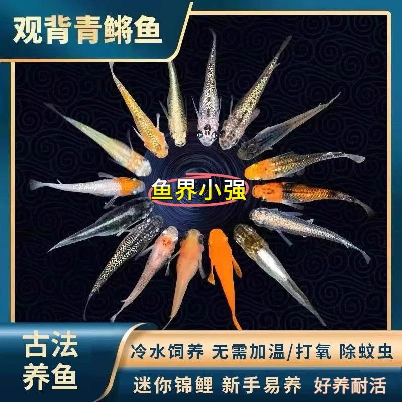 观背青鳉小型冷水观赏鱼不打氧不加温好养活活体鱼苗新手好养耐活